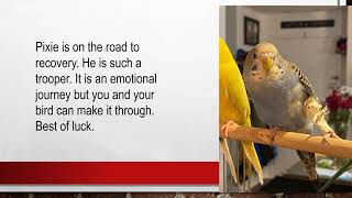 How To Help A Bird With A Broken Leg