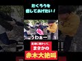 赤木、足湯で大絶叫!!#たくろう#お笑い#芸人#野球#癒し 癒し