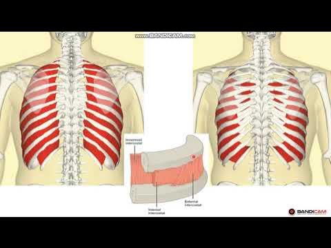 Минет үшін үлкен еріндер