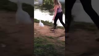 Woman releases her pet duck into the wild... what could go wrong? #viral #trending #youtubeshorts
