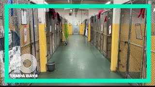 Manatee County Animal Services seeking immediate help fostering dogs following plumbing issues