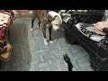 Aggesive Pitbull vs Toy snake 🐍(Tiger)