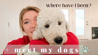 Where have I been?! + Meet my dogs!