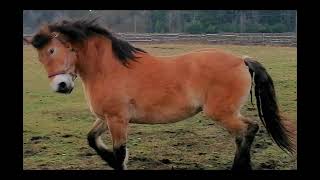 Цыганская лошадь 2019 год.