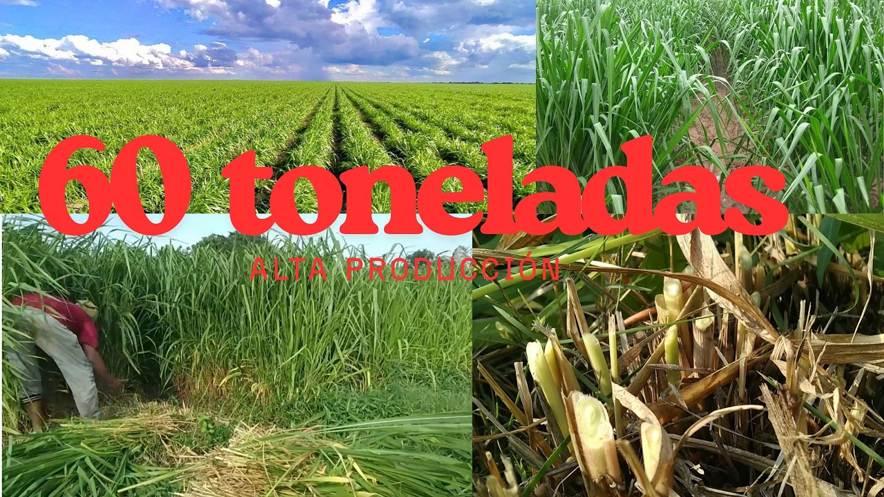 Muchos Ganaderos Están Cambiando el Maíz por Esto | Ensilaje de Mombasa