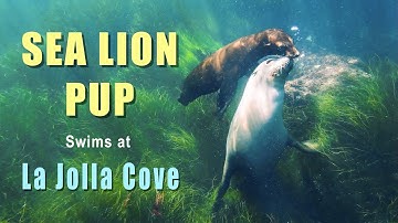 Cute SEA LION PUP Swims With Its Mom at La Jolla Cove!
