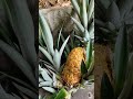 Vejam isto, resultado do meu trabalho dia a dia, # roça # natureza  #frutas #saboresdaroca