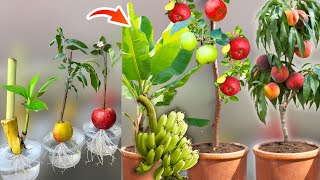 How To Grow Banana Peach and Apple Tree