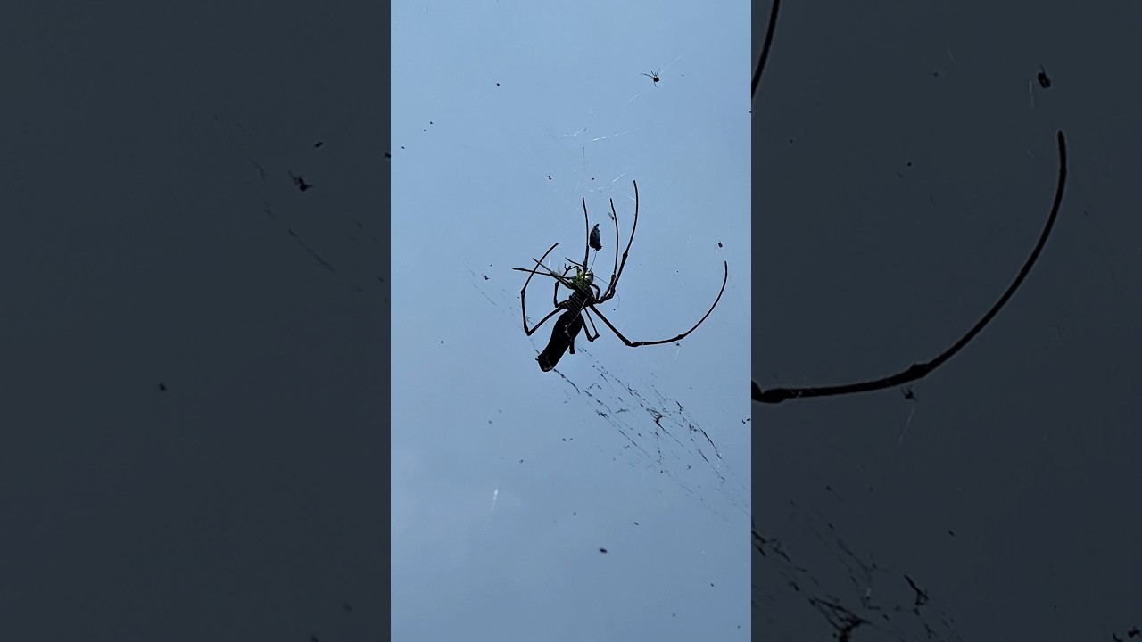 Spider vs Grasshopper