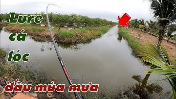 Câu Lure Cá Lóc ✅ Lure Cá Lóc Dạo Đầu Mùa Mưa Vườn Khóm  - Tân Phước -Tiền Giang| Tâm Râu Vlog #315