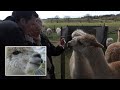 Alpaca farm hosts zoom parties with animals after coronavirus forces closure