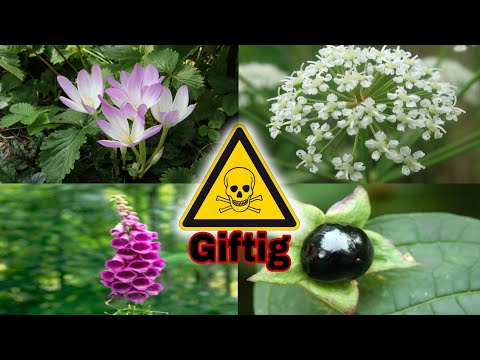 Video: Lelietje-van-dalen: zijn deze bloemen giftig?