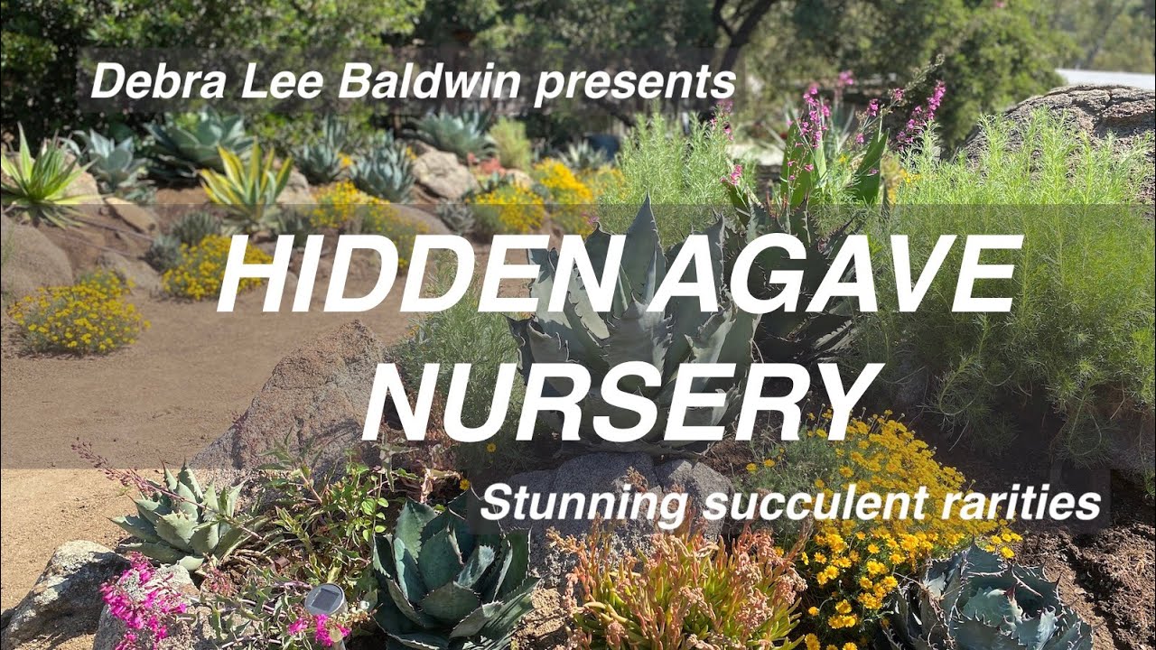 Jeremy Spath's Rare Agaves, Cultivars