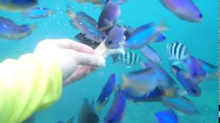 20190705鼻頭角浮潛-5