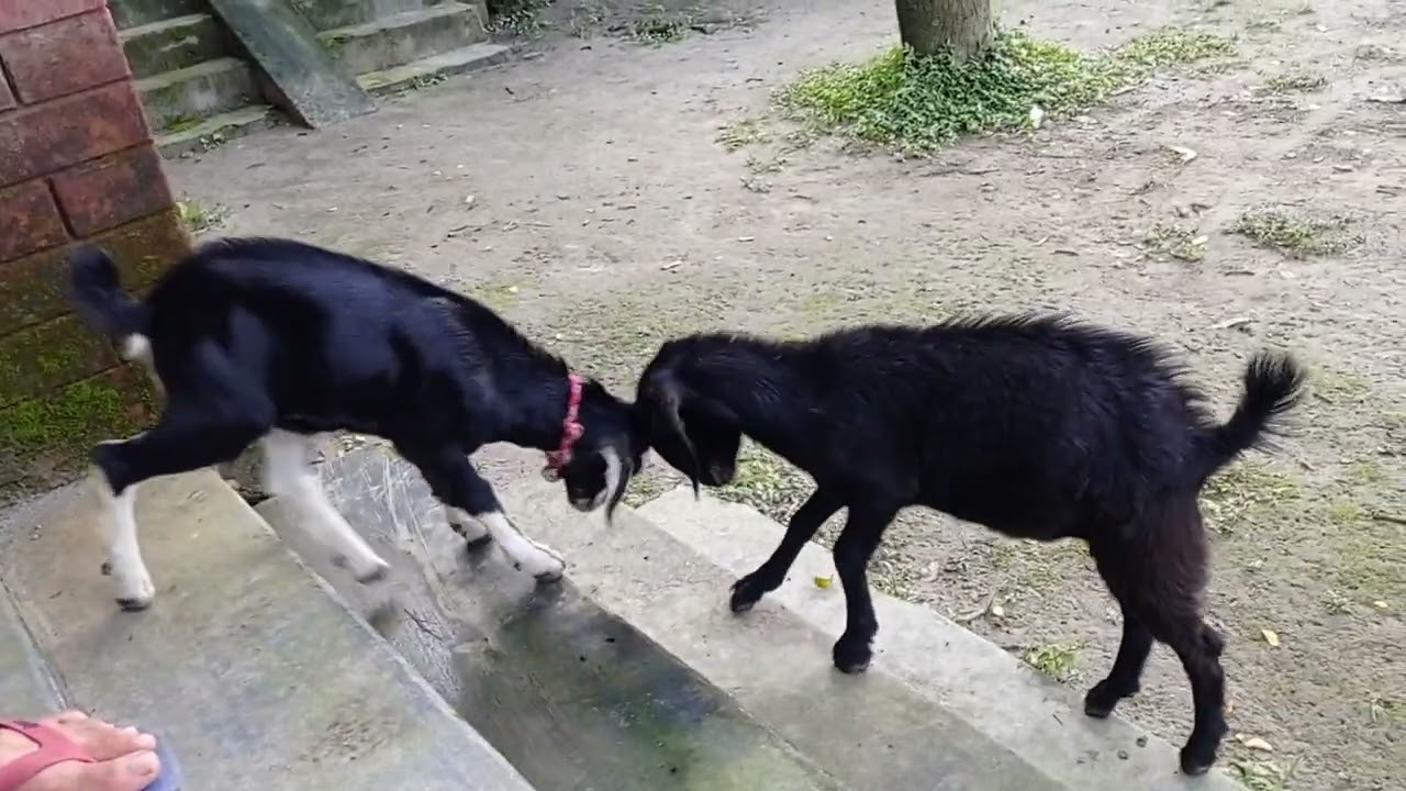 Fight Between two Goats