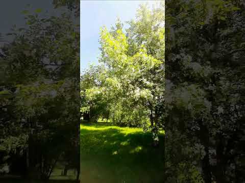#красота #новокузнецк #весна #мысли #природныепейзажи #рекомендации #видео