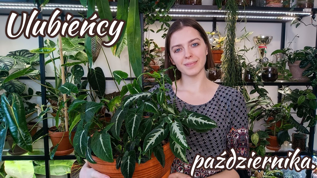 Ulubieńcy października 🌱 i kilka ogłoszeń.