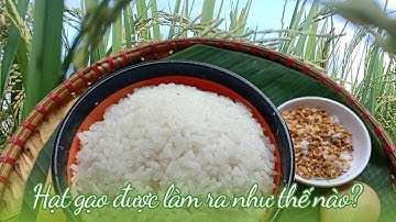 Quy trình làm ra hạt lúa khiến bạn trân trọng từng hạt cơm mẹ nấu | How is rice grown? | #64