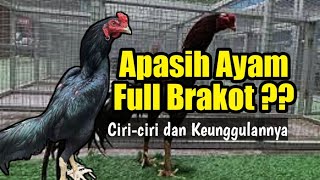 Ayam full brakot || Ciri-Ciri dan keunggulan ayam brakot