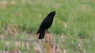 Just a crow