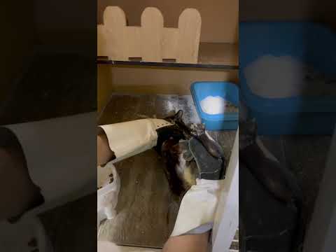 السيطرة على قطة شرسة الجزء ١