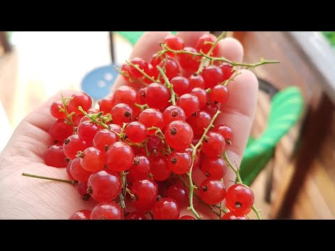 Video: Kuş üzümü Için Faydalı Besleme