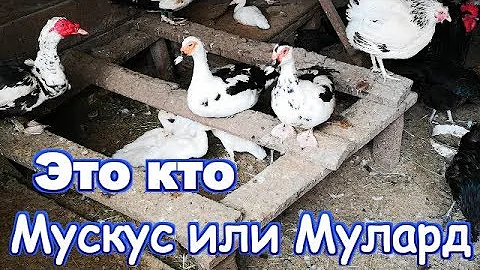 Как отличить Мускусную утку от Муларда