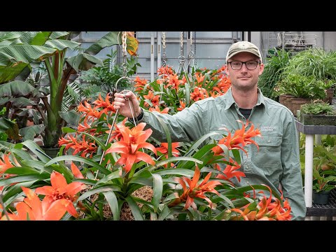Science Series: Reimagining a Landscape Under Glass: Mediterranean Seasonal Plants