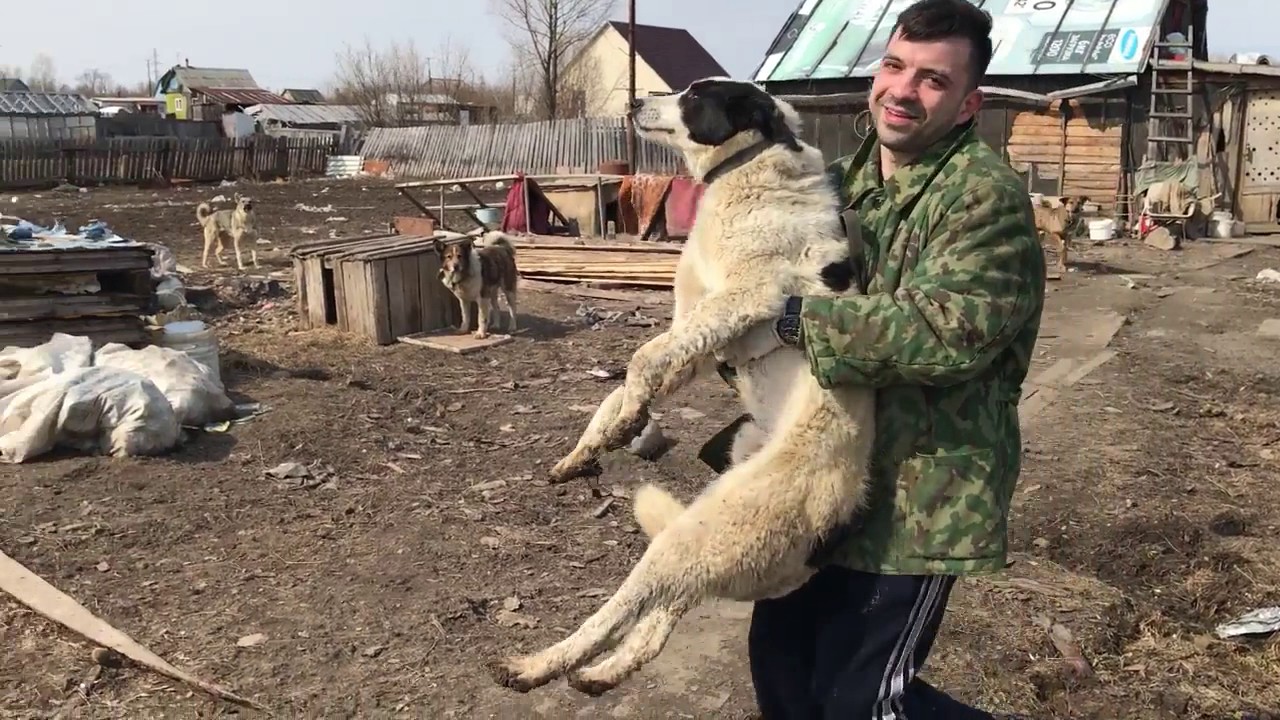 Слепой пес у меня дома. Готовимся к стройке. - YouTube