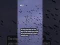 Massive bird swarms show up on radar: Learn about roost rings