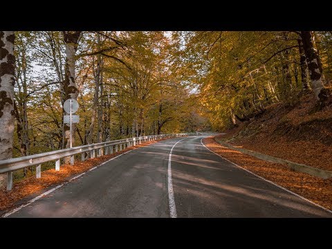 Sabaduri forest in Autumn | შემოდგომა საბადურის ტყეში