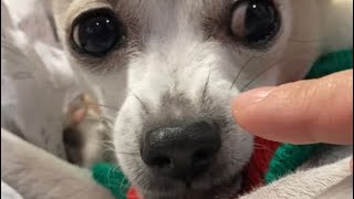 can you boop a chihuahua nose?🐶🤔 #chihuahua #dog #cutedog