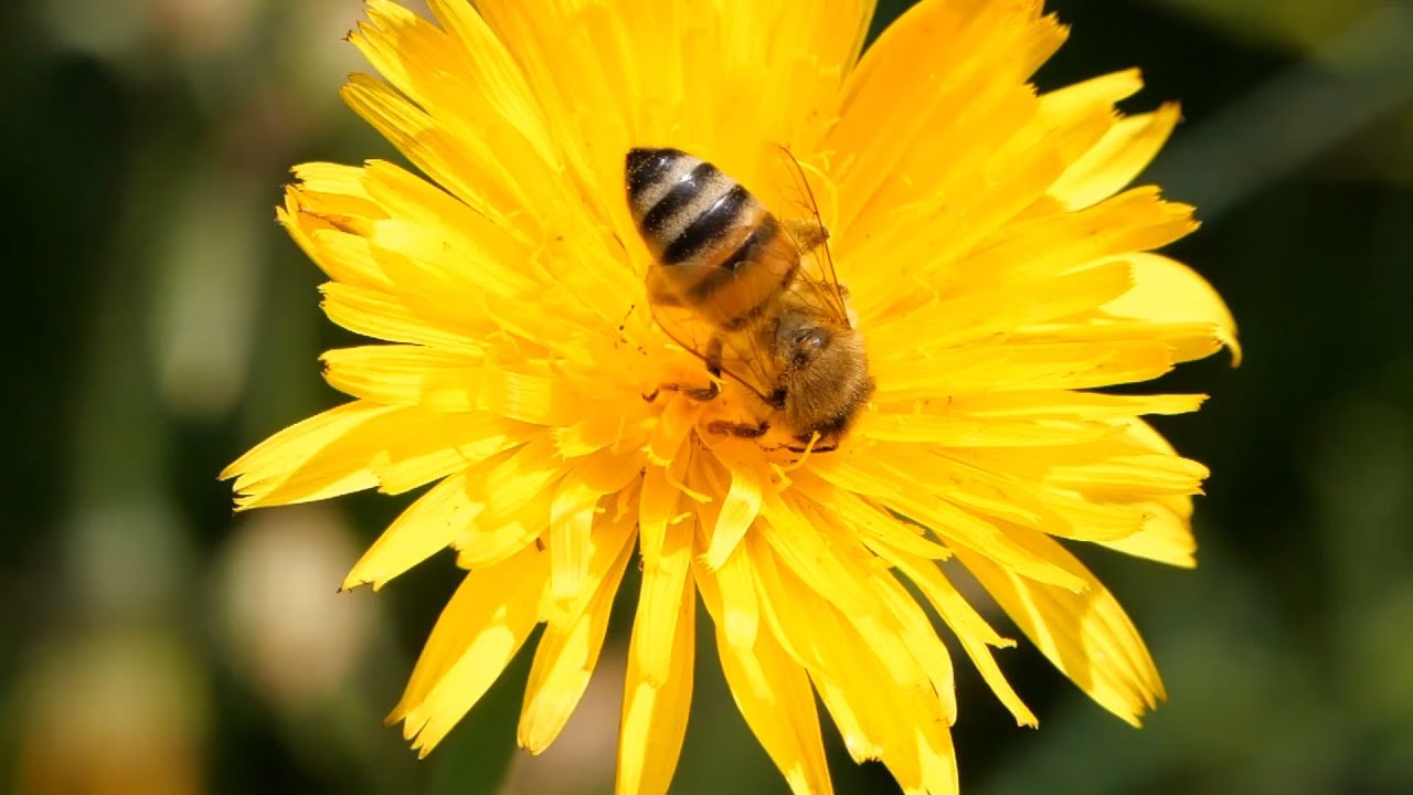 Amazing Journey of Honey Bee, Relaxing Meditation Music adlı videoyu YouTube'da izle Amazing Journey of Honey Bee, Relaxing Meditation Music adlı videoyu YouTube'da izle