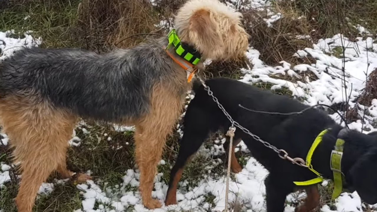 BOSANSKI BARAK I KOPOV OBUKA NA DIVLJU SVINJU
