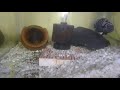 Convict cichlid fry