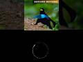 AMAZING 6 PARADISE BIRDS #viral #paradise #birds #amazing