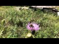 Bumblebee Gathering Pollen from Thistle