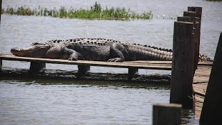 Huge alligators spotted at Fort Worth Nature Center and Refuge