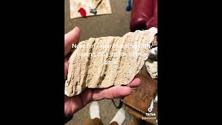 Experimental Molds Bring the natural beauty of trees indoors Plaster to create tree bark