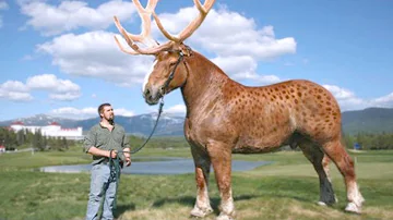 Quando l'uomo addomestica gli animali?