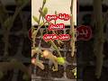 زراعة جميع انواع الاشجار بالعقلة بدون هرمون تجذير 