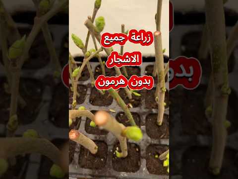 زراعة جميع انواع الاشجار بالعقلة بدون هرمون تجذير