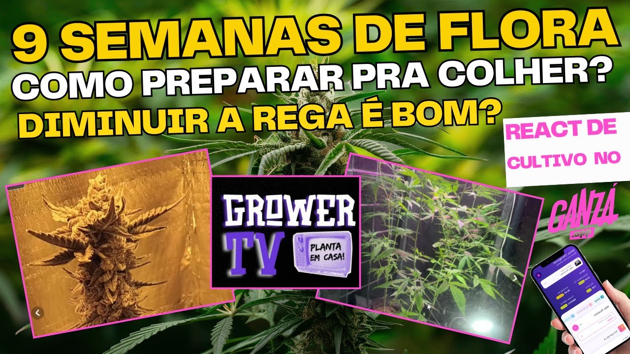 Iluminação Fraca: Como Identificar e Corrigir? Diminuir a Rega no Final da Floração: Boa ou Ruim?