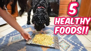 The MOST Important Foods to Feed Your Dog!!