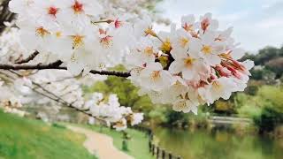 🌸北九州中央公園 🌸 Sakura Mùa anh đào lại đến