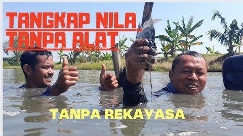 Menangkap ikan nila dengan tangan kosong tanpa menggunakan alat. Babon nila sungai demak.