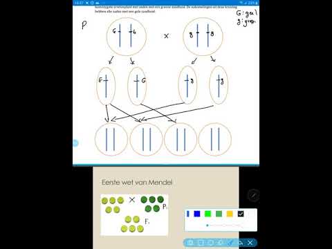 Video: Wat is die 2 wette van Mendel?
