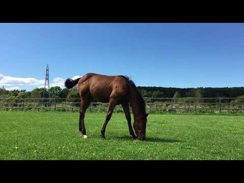 そろそろ離乳の時期💧ドゥラメンテの子供🐴