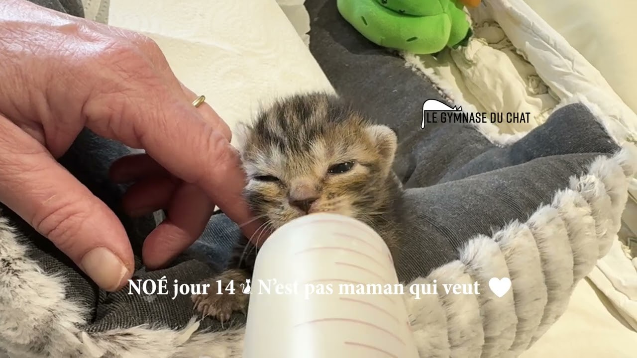 Noé jour 15 : n'est pas maman qui veut