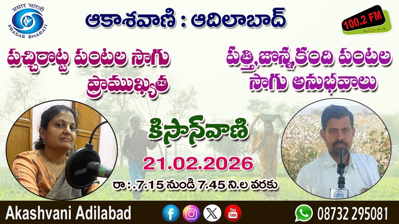 పచ్చిరొట్ట పంటల సాగు ప్రాముఖ్యత || పత్తి, జొన్న, కంది పంటల సాగు అనుభవాలు